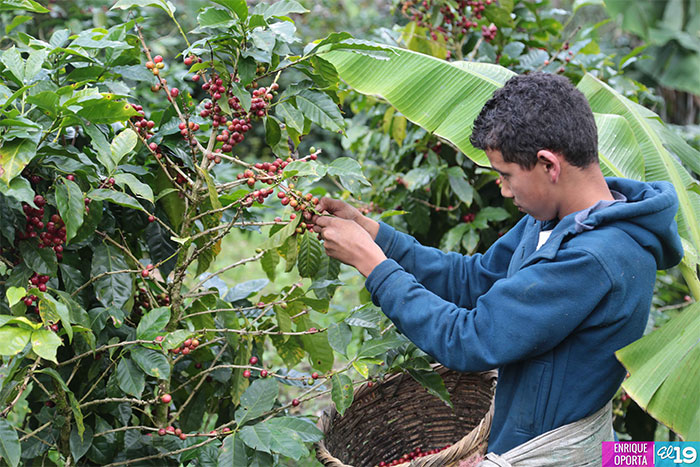 Productores de Matagalpa destacan resultados en implementación de prácticas agroecológicas