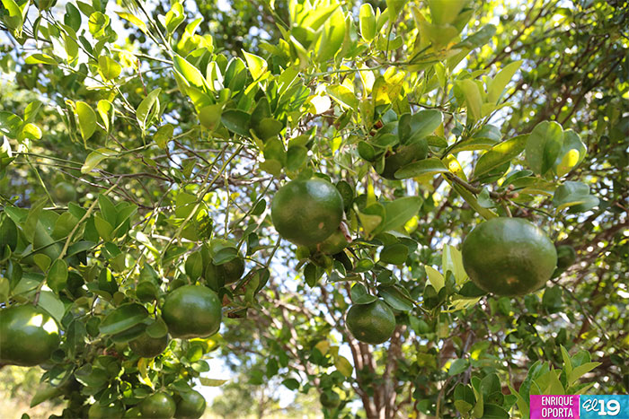 Inta capacita a productores de Masatepe en técnicas agro ecológicas