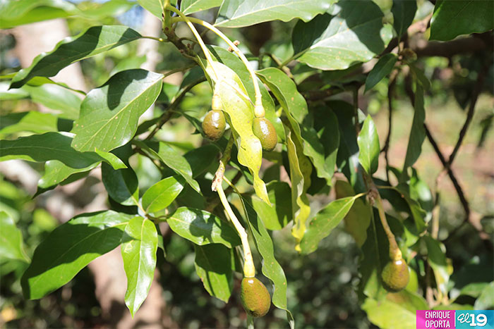 Inta capacita a productores de Masatepe en técnicas agro ecológicas