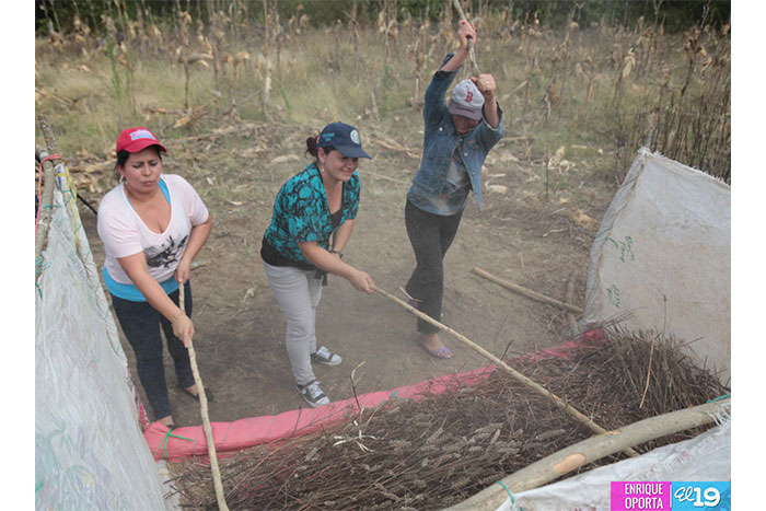Mujeres lideran el cultivo de la chía en Chagüite Grande