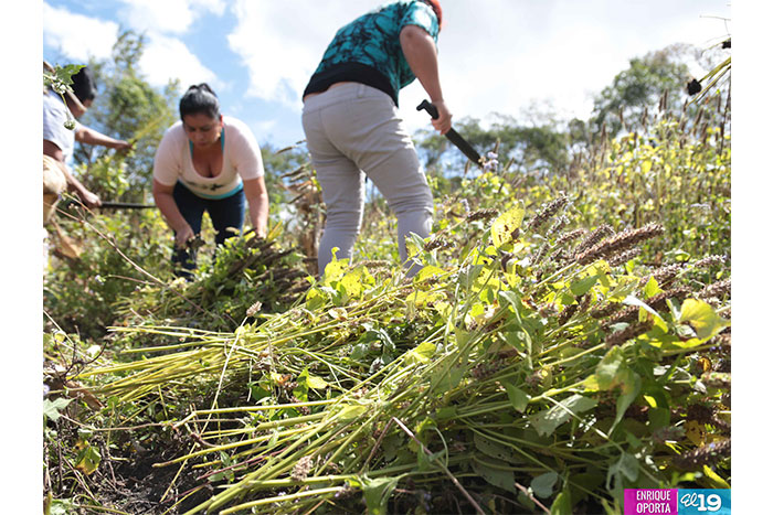 Mujeres lideran el cultivo de la chía en Chagüite Grande