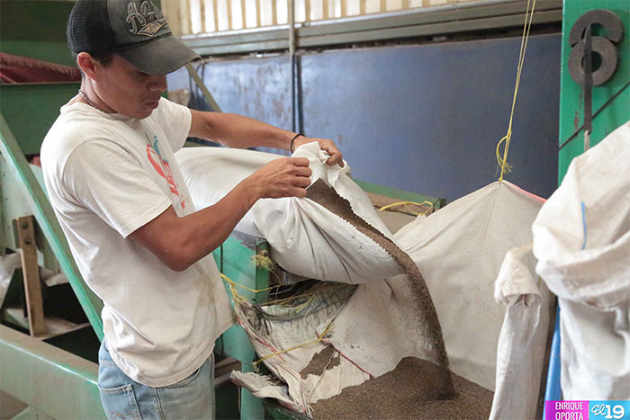 Mujeres lideran el cultivo de la chía en Chagüite Grande