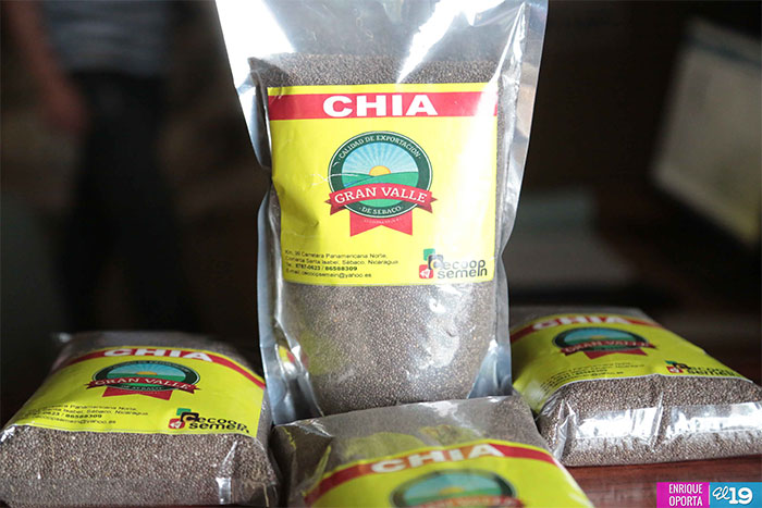 Mujeres lideran el cultivo de la chía en Chagüite Grande