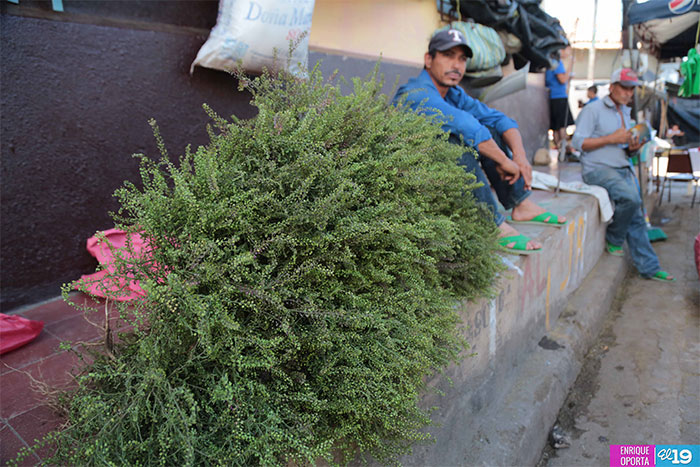 Ofrecen medicina natural en festividades del Señor de Esquipulas