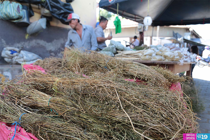 Ofrecen medicina natural en festividades del Señor de Esquipulas