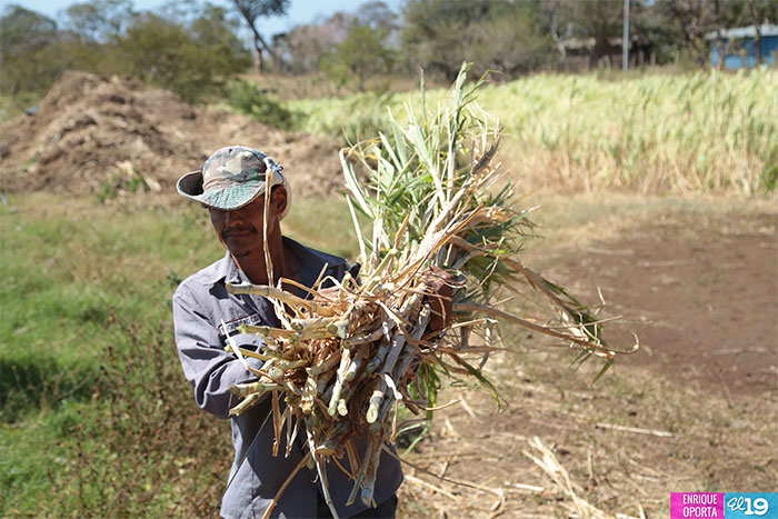 Productores de Carazo preparan condiciones para enfrentar el verano