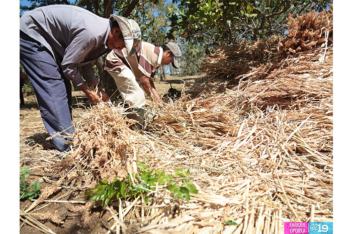 Productores de Carazo preparan condiciones para enfrentar el verano