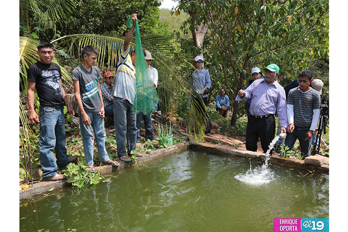 Productores de Chinandega destacan ventajas de uso de técnicas agroforestales