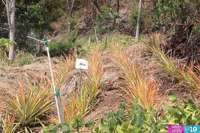 Productores de Chinandega destacan ventajas de uso de técnicas agroforestales