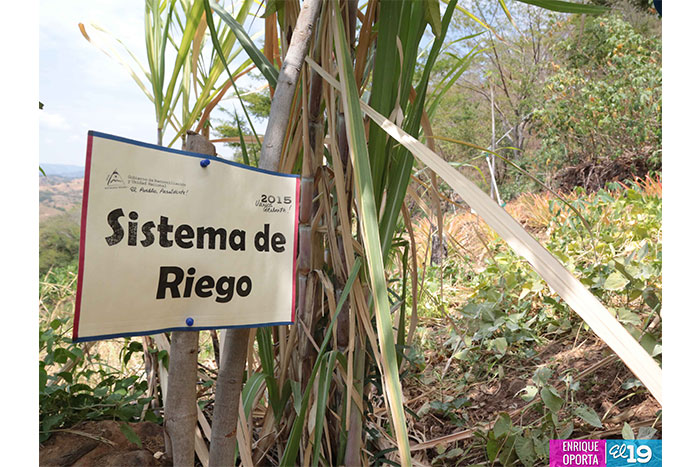 Productores de Chinandega destacan ventajas de uso de técnicas agroforestales