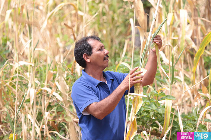 Productores de Chinandega destacan ventajas de uso de técnicas agroforestales