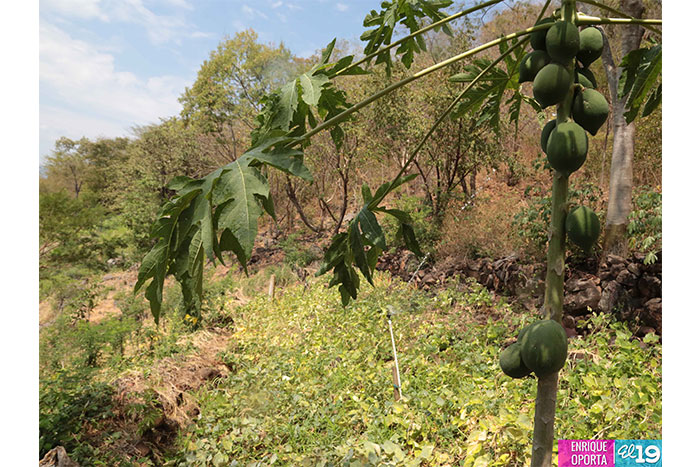 Productores de Chinandega destacan ventajas de uso de técnicas agroforestales