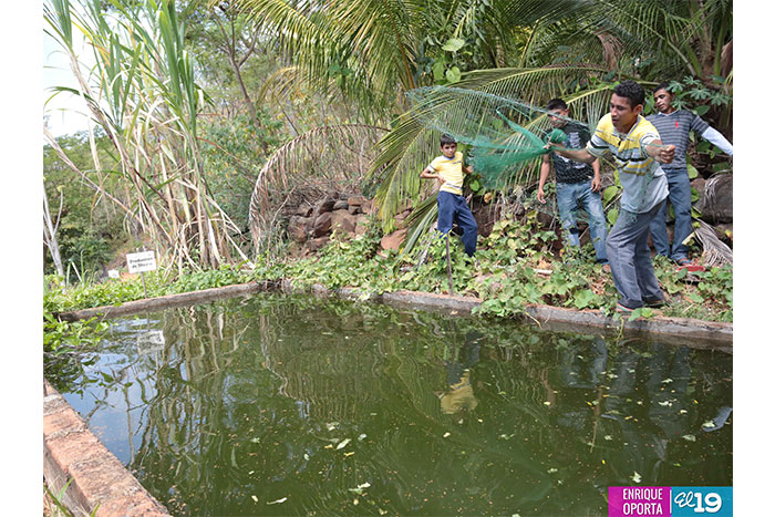 Productores de Chinandega destacan ventajas de uso de técnicas agroforestales