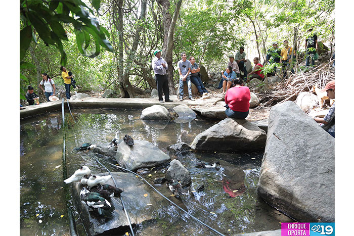 Productores de Chinandega destacan ventajas de uso de técnicas agroforestales