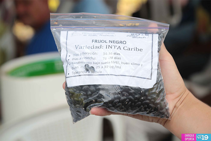 Promueven nueva variedad de frijol negro INTA Caribe