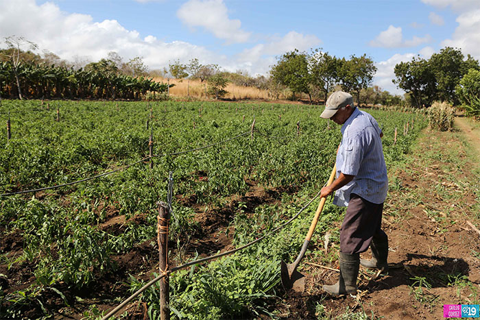 Inta promueve en Rivas investigación e innovación tecnológica con enfoque agroecológico