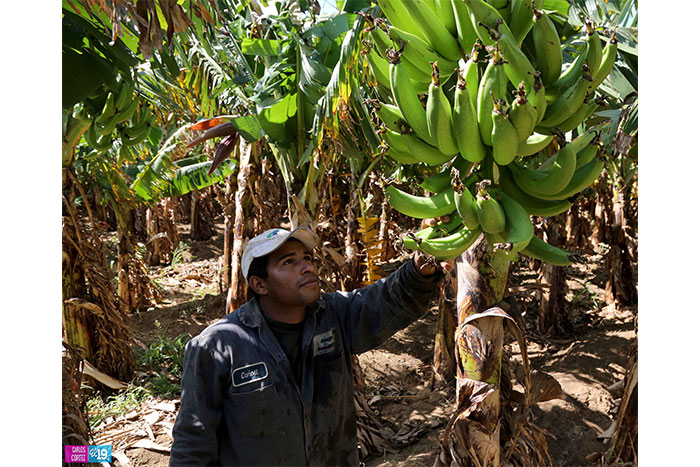 Inta promueve en Rivas investigación e innovación tecnológica con enfoque agroecológico