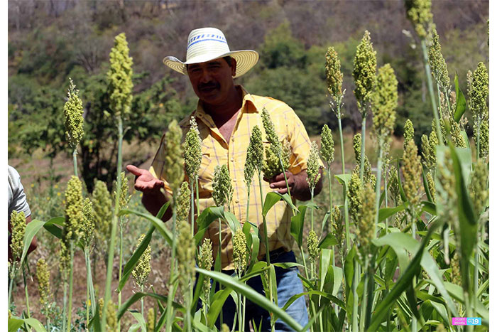 Gobierno Sandinista capacita a productores de La Trinidad para hacer frente a efectos del cambio climático