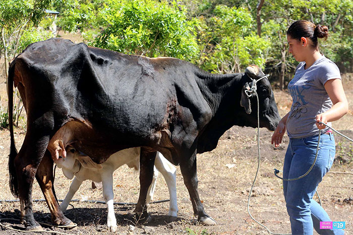 Gobierno Sandinista capacita a productores de La Trinidad para hacer frente a efectos del cambio climático