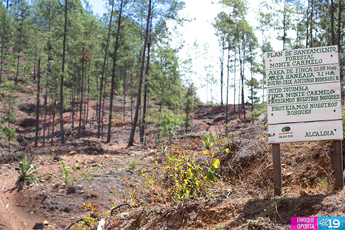 Inafor y Marena reforestan bosques de pinos afectados por gorgojo descortezador