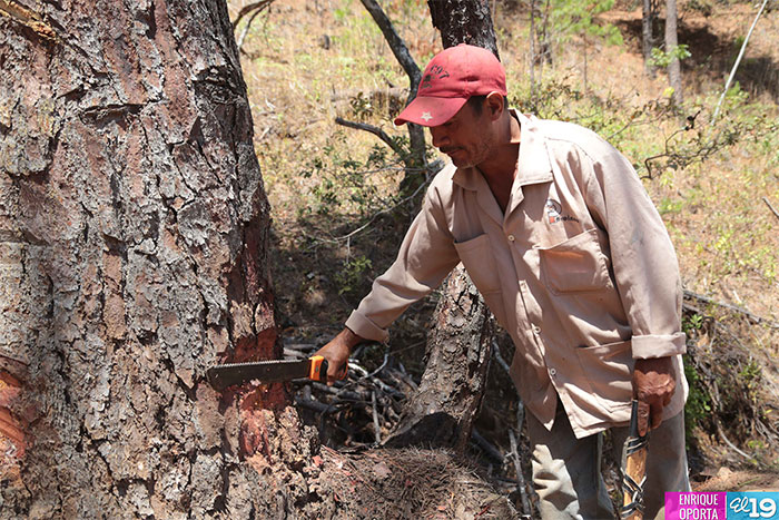 Inafor y Marena reforestan bosques de pinos afectados por gorgojo descortezador
