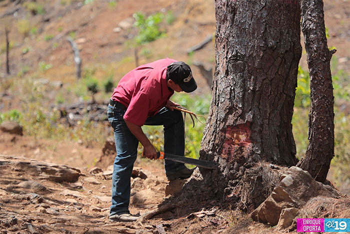 Inafor y Marena reforestan bosques de pinos afectados por gorgojo descortezador