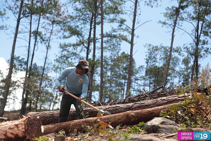 Inafor y Marena reforestan bosques de pinos afectados por gorgojo descortezador