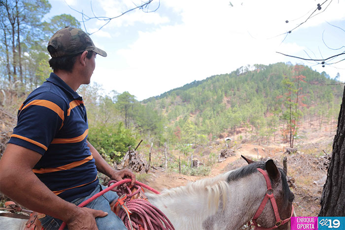Inafor y Marena reforestan bosques de pinos afectados por gorgojo descortezador
