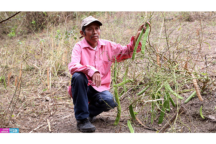 Protección de laderas incrementa productividad en montañas de Nicaragua