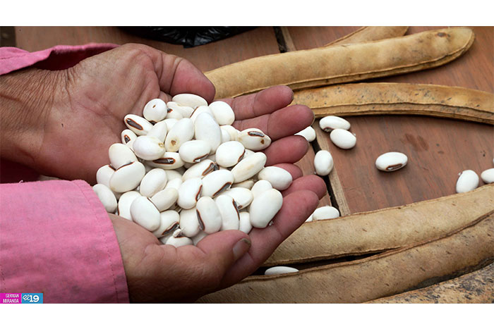 Protección de laderas incrementa productividad en montañas de Nicaragua