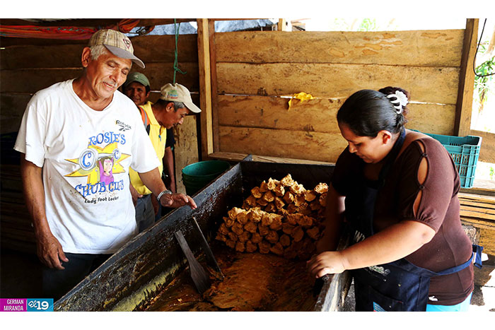 Protección de laderas incrementa productividad en montañas de Nicaragua