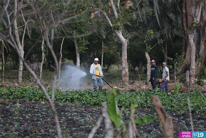 Cultivo en laderas es aprovechado por productores de Jinotega