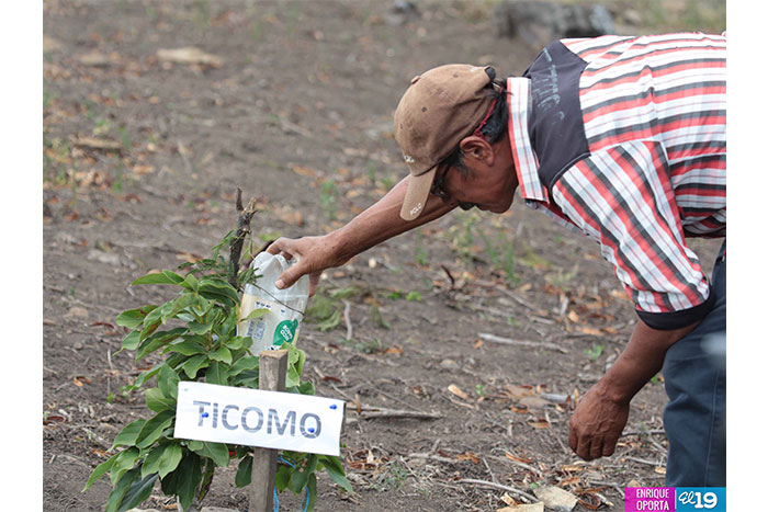 Cultivo en laderas es aprovechado por productores de Jinotega