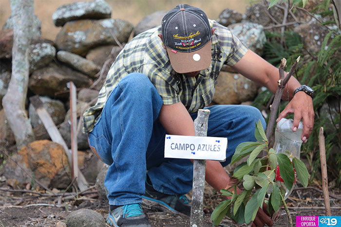 Cultivo en laderas es aprovechado por productores de Jinotega
