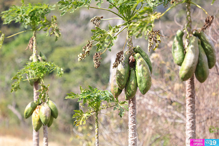 Cultivo en laderas es aprovechado por productores de Jinotega