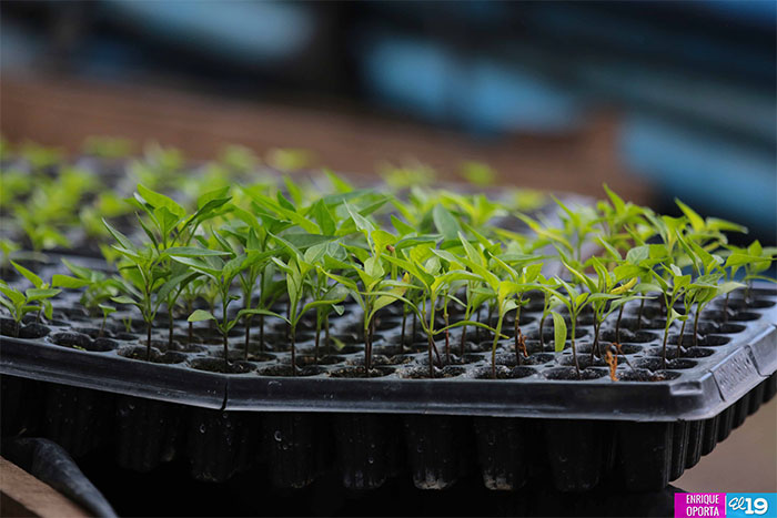 Cultivo en laderas es aprovechado por productores de Jinotega