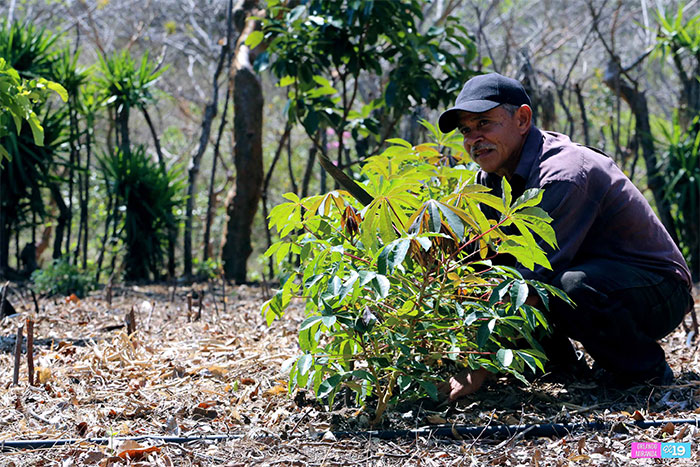 Productores de Boaco apuestan a la conservación de los suelos
