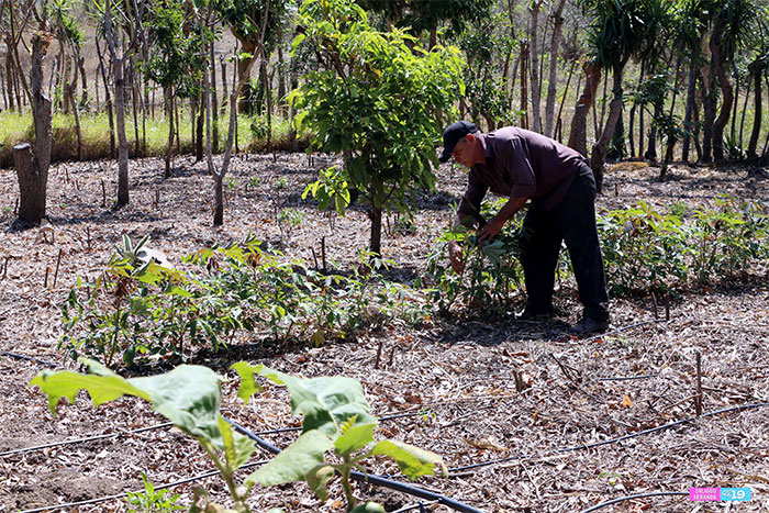 Productores de Boaco apuestan a la conservación de los suelos