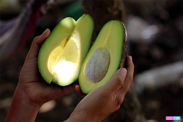 Agricultores de Masatepe trabajan de la mano con el INTA para garantizar una mejor producción