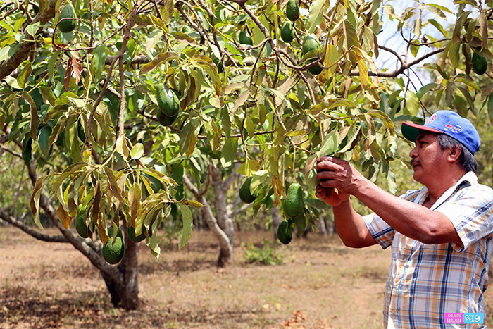 Agricultores de Masatepe trabajan de la mano con el INTA para garantizar una mejor producción