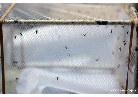 Arranca tercera jornada de lucha contra el dengue 