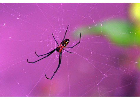 5 de Junio, Día Mundial del Medio Ambiente