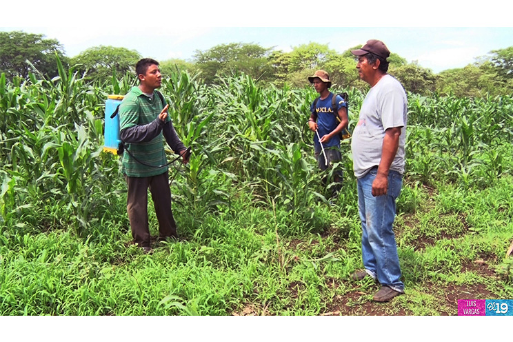 Agricultores inician siembra confiados en sobrepasar metas