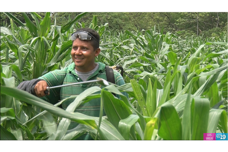 Agricultores inician siembra confiados en sobrepasar metas