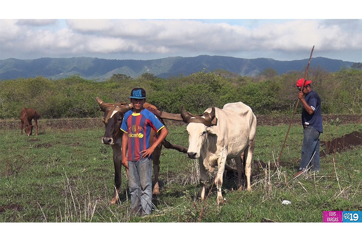 Agricultores inician siembra confiados en sobrepasar metas