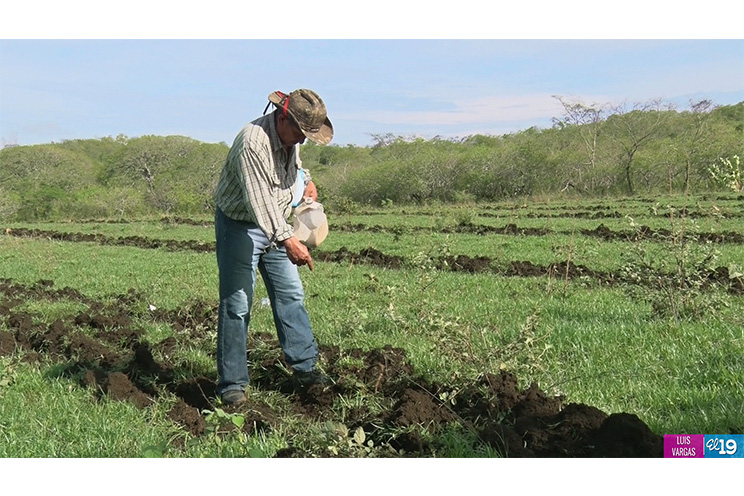 Agricultores inician siembra confiados en sobrepasar metas