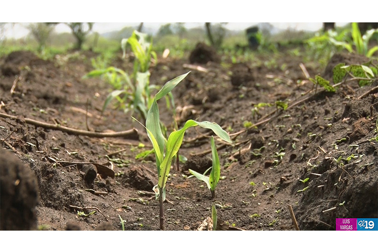 Agricultores inician siembra confiados en sobrepasar metas