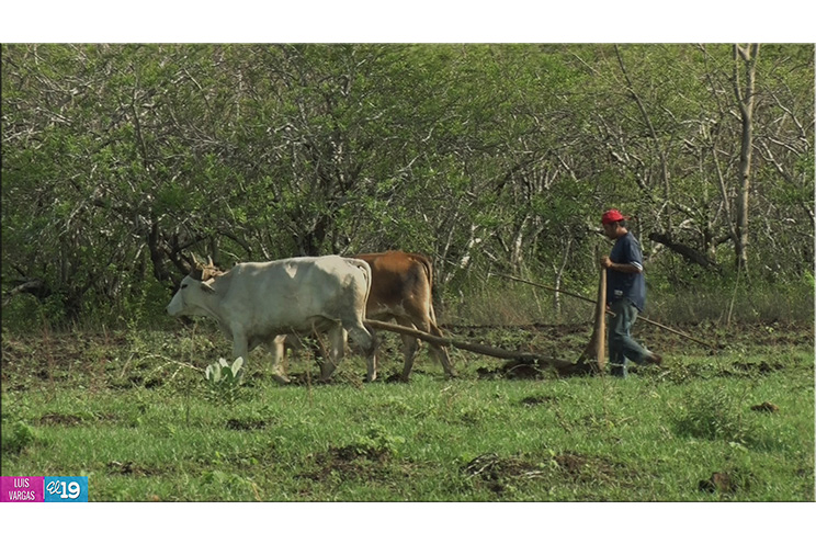 Agricultores inician siembra confiados en sobrepasar metas