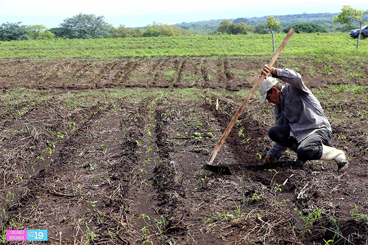 Campesinos aprovecharán las lluvias para garantizar la producción nacional
