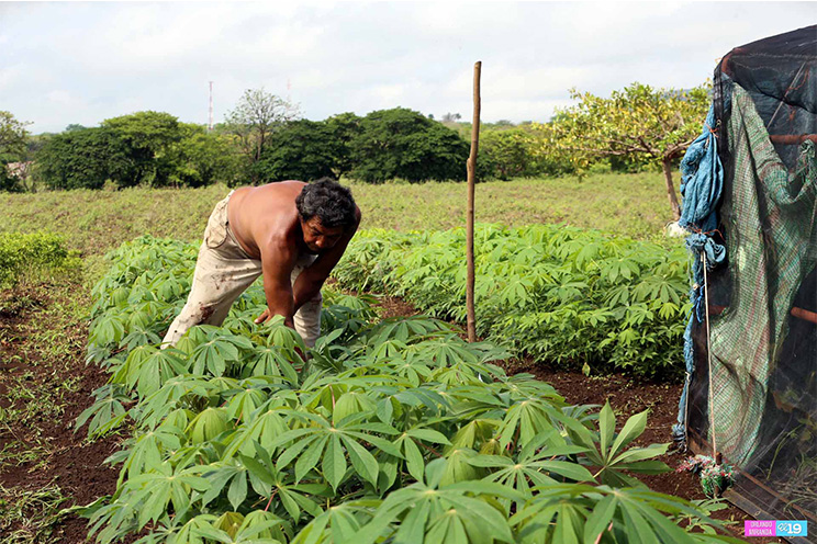 Campesinos aprovecharán las lluvias para garantizar la producción nacional